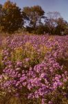 New England Aster Field
