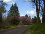 Redbuds & Dogwoods in Spring